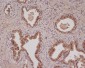 Anti-Bad Rabbit Monoclonal Antibody